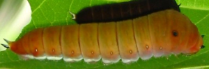 Larvae